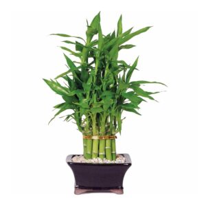 Bamboo Plant