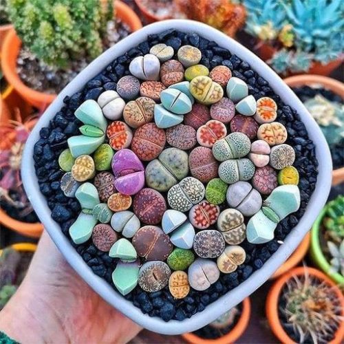 nurserylive-seeds-lithops-pebble-plants-living-stones-succlent-seeds_512x512